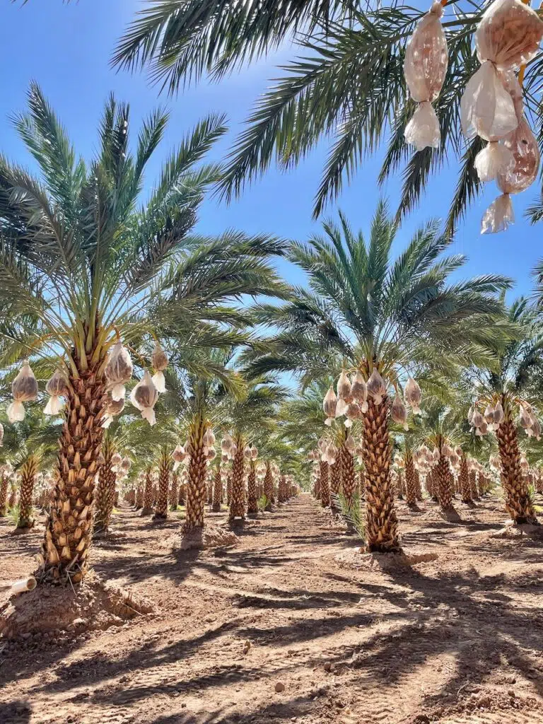 Date Palm